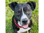 Adopt Princess Chi a Pit Bull Terrier, Black Labrador Retriever