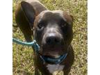 Adopt Sicily a Shar-Pei, Pit Bull Terrier