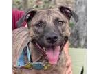 Adopt Ella Rae a Plott Hound, Pit Bull Terrier