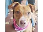 Adopt Zipper a Basenji, Terrier