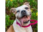 Adopt Darlin a Boxer