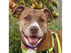 Adopt Mila a Catahoula Leopard Dog, Mixed Breed