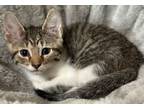 Adopt Lucy a Domestic Short Hair, Tabby