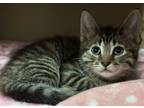 Adopt Lacey a Tabby