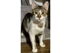 Adopt Lina a Domestic Short Hair