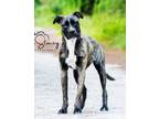 Adopt Lola a Catahoula Leopard Dog, Plott Hound