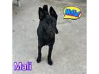 Adopt Mali a Australian Kelpie