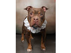 Adopt Michelle a Pit Bull Terrier, Mixed Breed