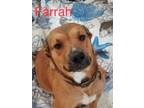 Adopt Farrah a Shepherd