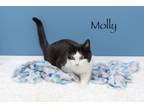 Adopt Molly a Domestic Short Hair