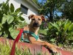 Adopt Tonka a Parson Russell Terrier, Mixed Breed