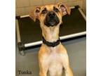 Adopt Tonka a Parson Russell Terrier, Mixed Breed