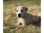 Adopt Sapphire a Beagle, Mixed Breed