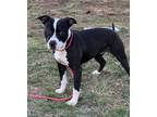 Adopt Tate a Pit Bull Terrier, Mixed Breed