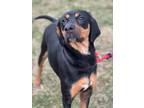 Adopt Honor a Black and Tan Coonhound