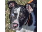 Adopt Marbles a Catahoula Leopard Dog, Border Collie