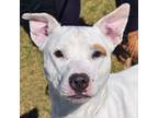 Adopt Sunny a American Staffordshire Terrier, Bull Terrier