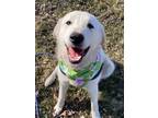 Adopt Remy - Pyr Mix New to Rescue - Young - Pending a Great Pyrenees