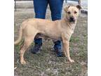 Adopt Matilda a Black Mouth Cur