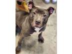 Adopt Lilly a Pit Bull Terrier, Mixed Breed