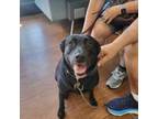 Adopt Amor (137635) (In a Foster Home) a Retriever, Mixed Breed