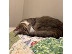 Adopt Arabella (137328) (In a Foster Home) a Domestic Short Hair
