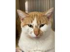 Adopt Peaches a Domestic Short Hair