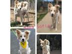 Adopt Sofia a Border Collie