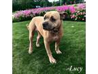 Adopt Lucy a Pit Bull Terrier, Mixed Breed