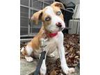 Adopt Chloey a Terrier, Pit Bull Terrier