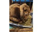 Adopt Alex a Lop Eared