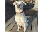 Adopt Princess a Jack Russell Terrier