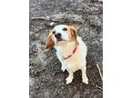 Adopt Nemo a Brittany Spaniel