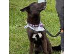 Adopt Nysa nka Luna is ADOPTED! a German Shepherd Dog