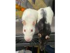 Adopt Betty & Remy a Rat