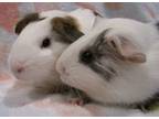 Adopt Twinkle and Sunshine a Guinea Pig