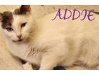 Adopt ADDIE a Domestic Short Hair