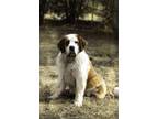 Adopt Rayne a Saint Bernard