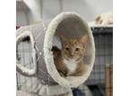 Adopt Peach a Domestic Short Hair