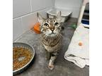 Adopt Aurora a Domestic Short Hair