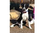 Adopt Biscuit a Labrador Retriever, Border Collie