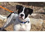 Adopt Daisy May a Pointer, Pit Bull Terrier