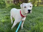 Adopt TAYLA a Pit Bull Terrier