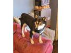 Adopt Matilda a Shiba Inu