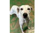 Adopt Miss 23 a Mixed Breed