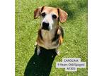 Adopt Carolina a Beagle