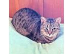 Adopt Gracie a Tabby