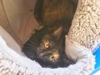 Adopt DELILAH a Domestic Short Hair