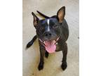 Adopt Bavaria Lizman a Pit Bull Terrier