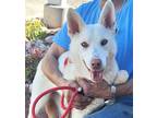 Adopt ABBIE a Husky, Mixed Breed